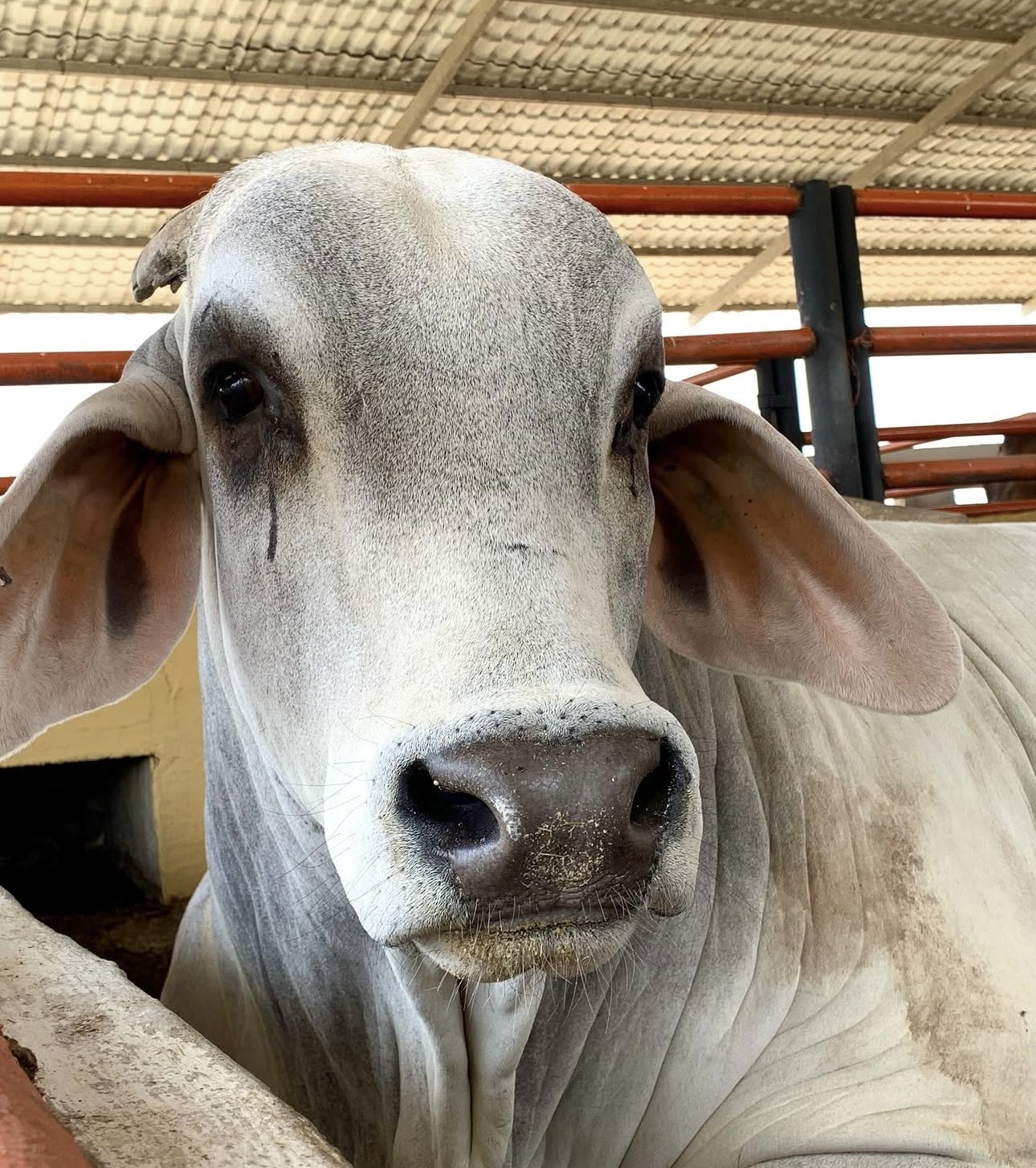 Ejemplar brahman del hato de Ganadería Doble F