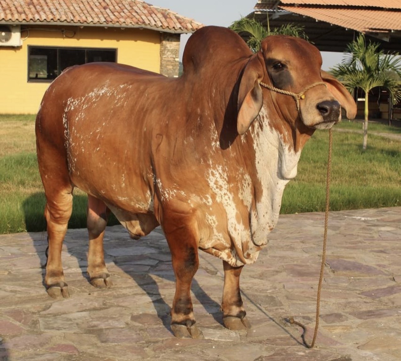 Toro brahman rojo posando de perfil en la finca