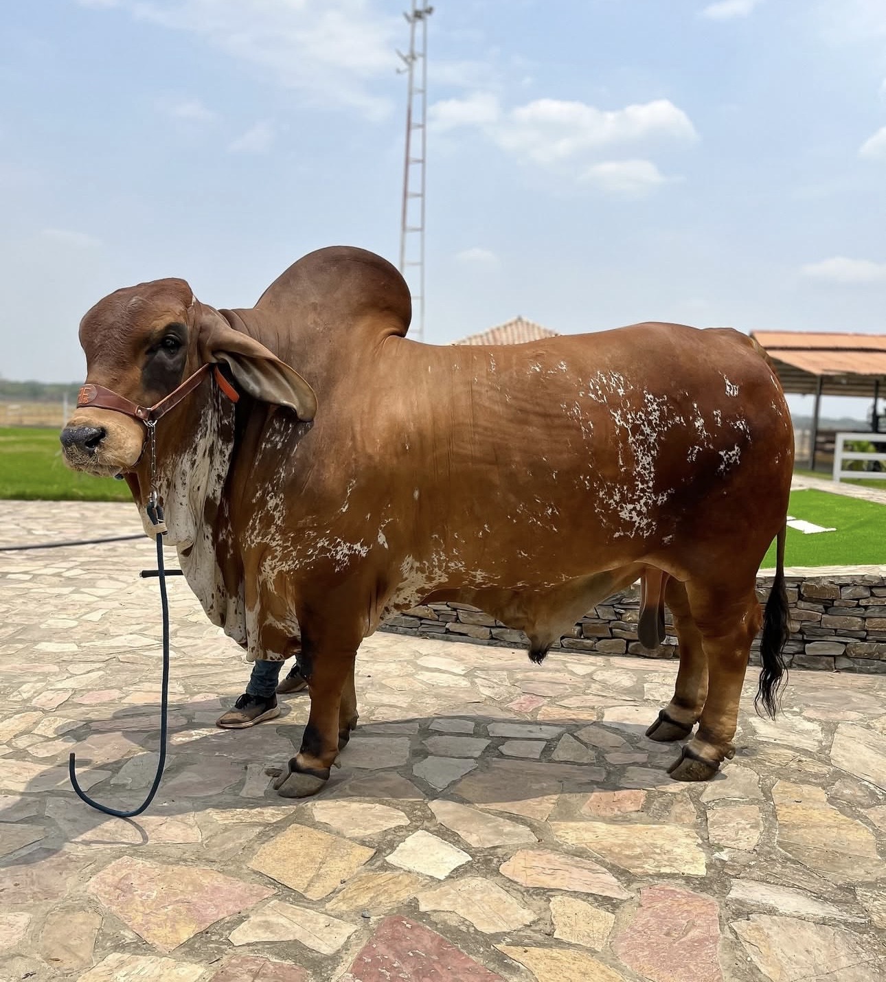 Toro brahman rojo de Ganadería Doble F con cabezal de cuero