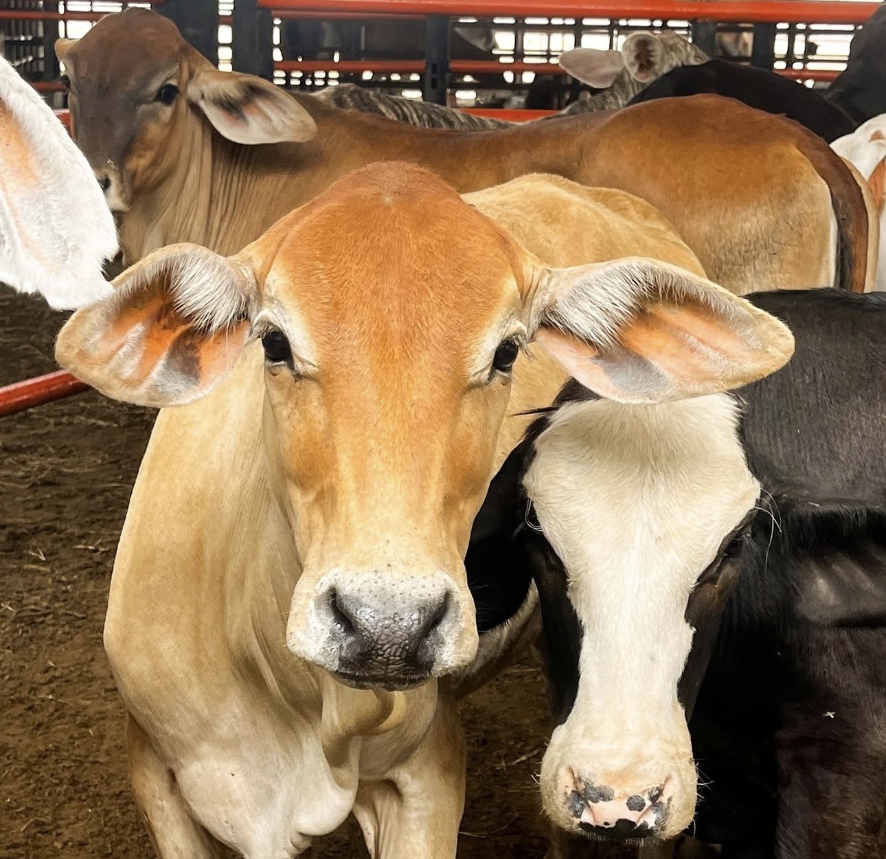 Becerros brahman en el corral de Ganadería Doble F
