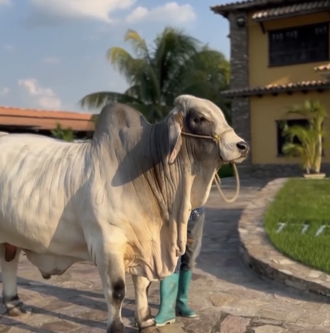 Toro brahman blanco caminando frente a la casa de la finca
