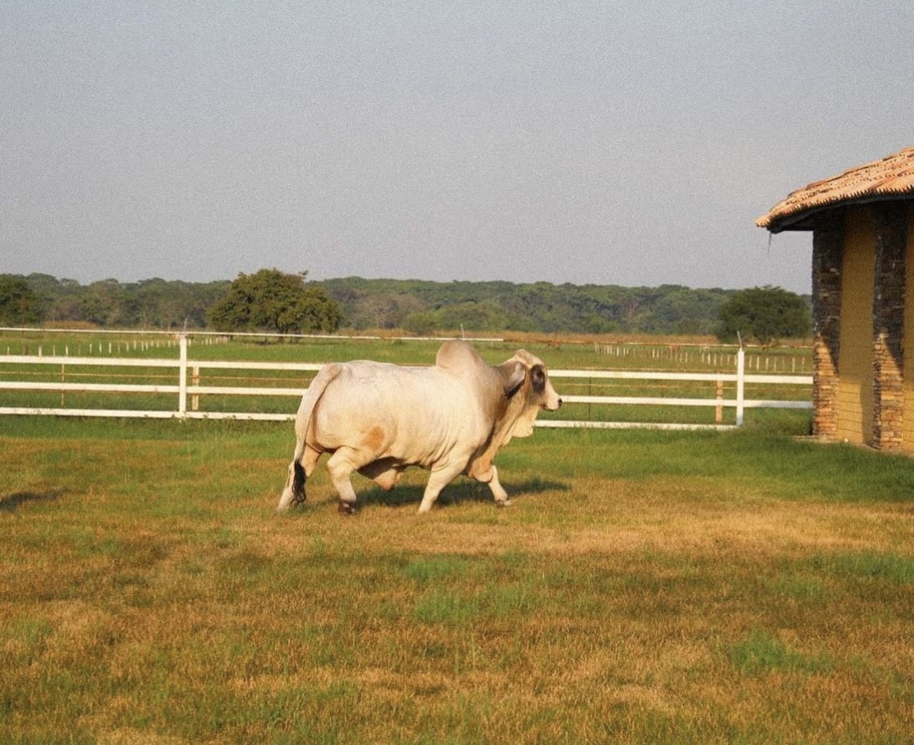 Toro brahman desplazándose por el potrero de la finca