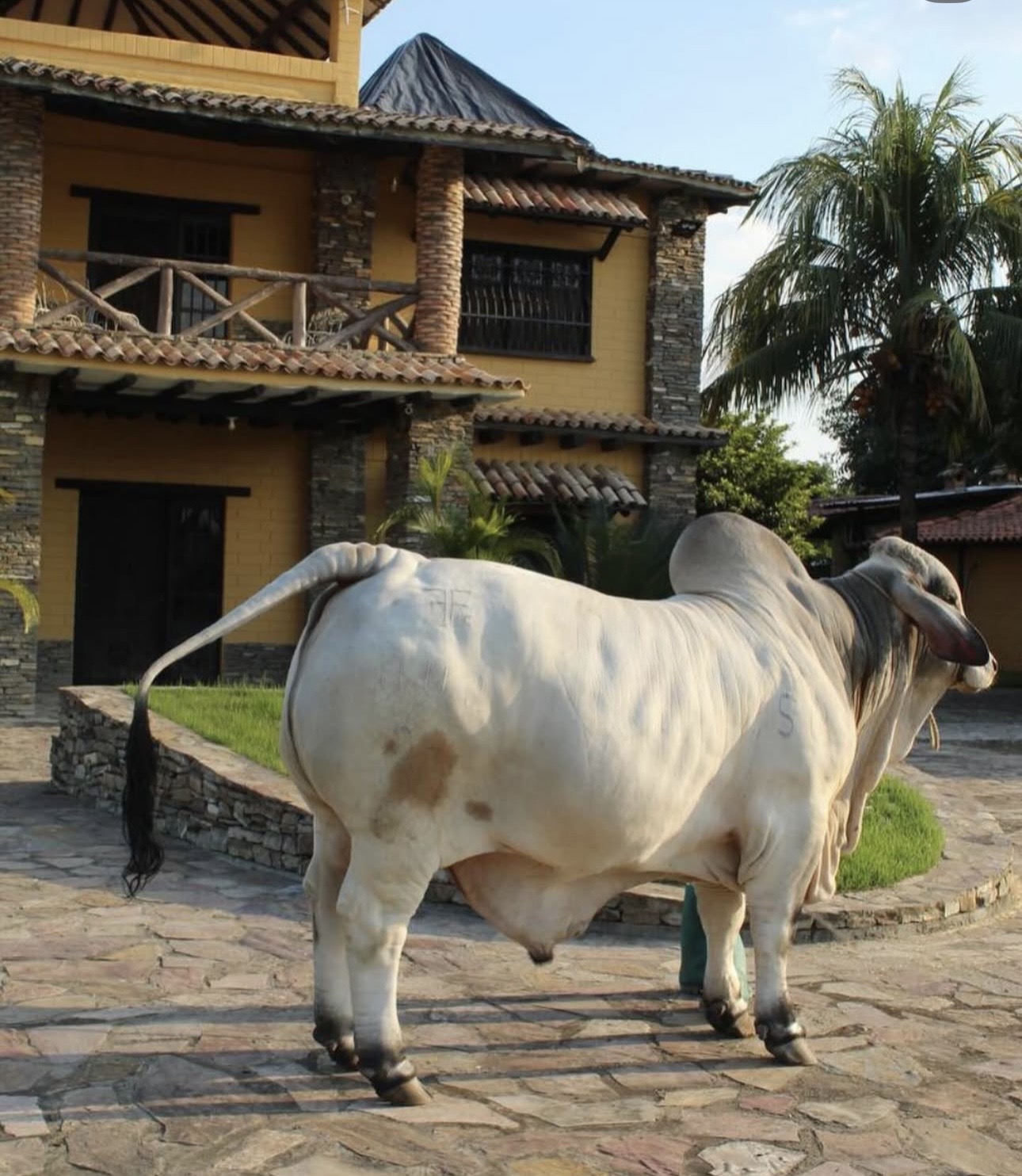 Toro brahman blanco marcado con el hierro FF