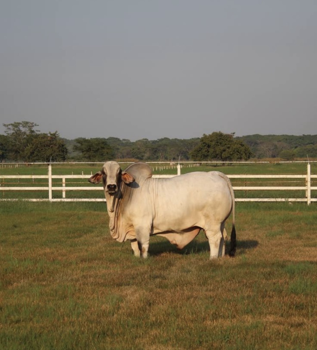 Toro brahman blanco en el potrero de la ganadería
