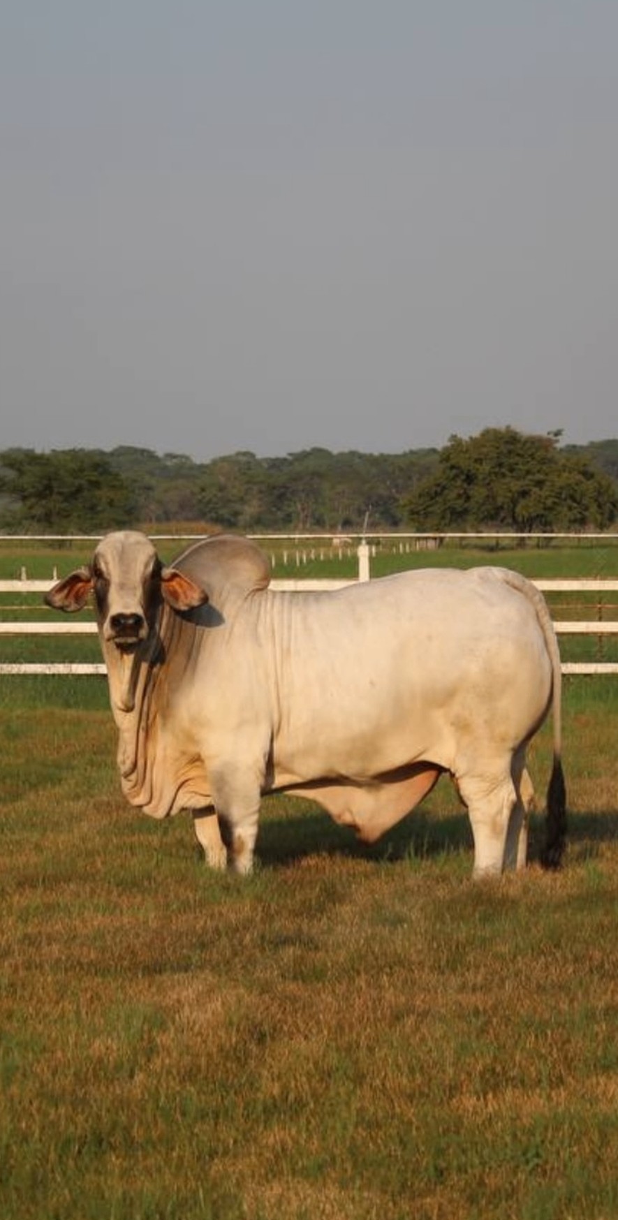 Reproductor brahman blanco en el potrero al atardecer